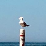 Profile Picture of Harold Joseph McLoughlin III (@harold_j_mccoolgull) on Instagram