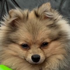 Profile Picture of williamcluney245 (@mammasmojo) on Tiktok
