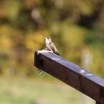 Profile Picture of Mark Goslin (@goosehollow.tackle) on Instagram