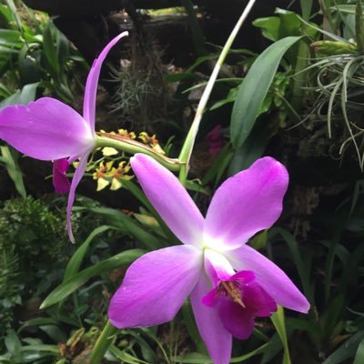 Profile Picture of Nancy Wheatley (@nancywheatley7) on Twitter