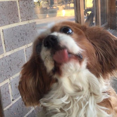 Profile Picture of Joseph Luppino (@JLuppino) on Twitter