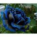 Profile Picture of Marcia A Chavarria (@MCH688) on Pinterest