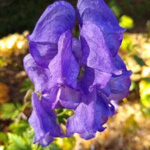 Profile Picture of Janet Blair (@JanetBl38778585) on Twitter