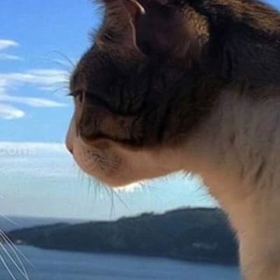 Profile Picture of Daniel Miorim De Morais (@de_miorim) on Twitter