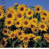 Profile Picture of Cicely Walters (@cicely-walters-2) on Quora