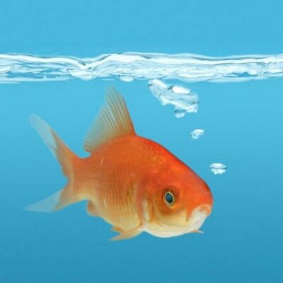 Profile Picture of Jamie Reese (@peanutblo) on Twitter