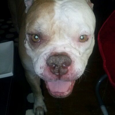 Profile Picture of Shaun Lester (@shaunlester2013) on Twitter