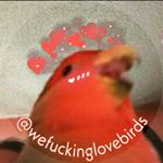 Profile Picture of 💖 Juli (🦉) & Leo (🦃) 💖 (@wefuckinglovebirds) on Instagram