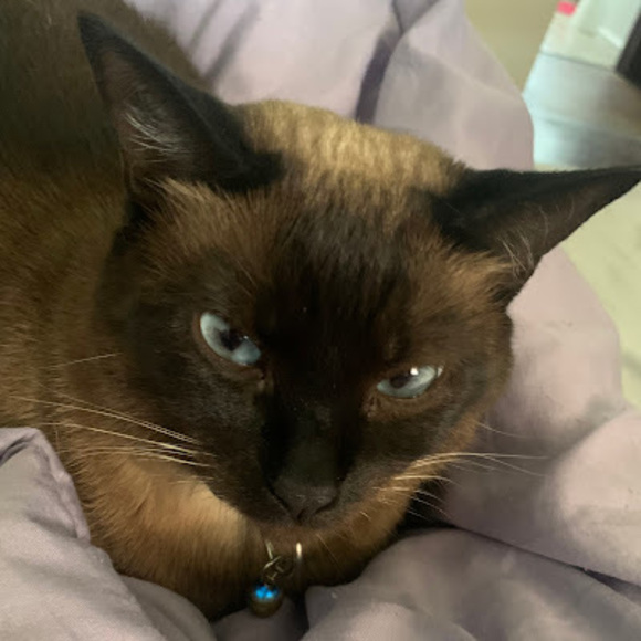 Profile Picture of Evie Shumard (@evieshumard) on Poshmark