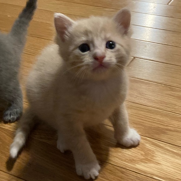 Profile Picture of Zofia Losada (@zofialosada) on Poshmark