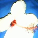 Profile Picture of Persy Joel (@Persy-Joel) on Facebook