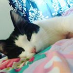 Profile Picture of George Tails Curtis (@georgetails) on Instagram