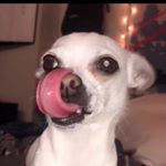 Profile Picture of Bella Mitchell (@bellathe5pounder) on Instagram