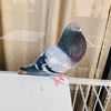Profile Picture of pedropalomar4 (@pedropalomar4) on Tiktok