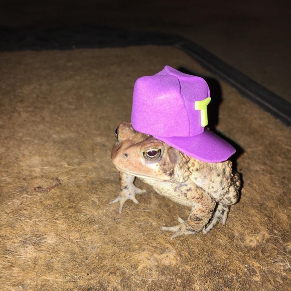 Profile Picture of Hope Matthews (@groovyfrogs) on Poshmark