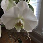 Profile Picture of Royanne Stubblefield (@a_ray_stubblefield) on Instagram
