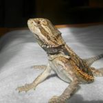 Profile Picture of Toby (@toby_bearded_dragon) on Instagram