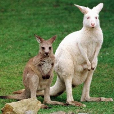 Profile Picture of Paul Kiragu (@PaulPaulmucha) on Twitter