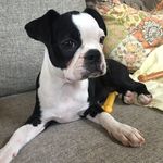 Profile Picture of Pamela Abbott-Mouchou (@elliemaebostonterrier) on Instagram