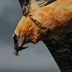 Profile Picture of Olivier Staiger (@olivierstaiger) on Instagram