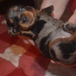 Profile Picture of Anne-Len Skärström Andrén (@taxliganitranas) on Instagram