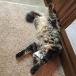 Profile Picture of Bennie Hicks (@bennie.humperdink) on Instagram