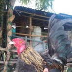 Profile Picture of James Back Yard (@James-Back-Yard) on Facebook