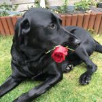 Profile Photo of Billy The Best Lab (@billyboylab) on Instagram