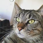 Profile Picture of Andrew Cundiff (@mynameiamyname) on Instagram