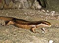 Profile Picture of Mabuyaon Wikipedia