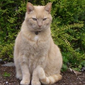 Profile Picture of Tami Williams (@cookiefarmer12) on Pinterest