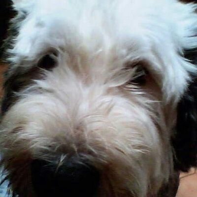 Profile Picture of Sandy Barron (@scbarron5) on Twitter