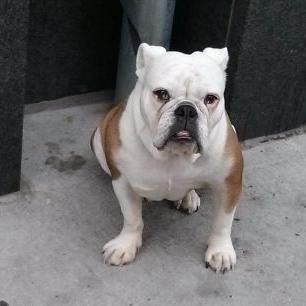 Profile Picture of Michael Shechtman (@MishaShechtman) on Twitter