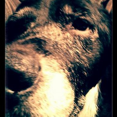 Profile Picture of Crystal Atkinson (@challengersgrl) on Twitter