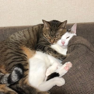 Profile Picture of なお (@XIa9QxLoOzPk8Sk) on Twitter