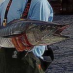 Profile Picture of Jeff schneider (@strikezonefishingadventures) on Flickr