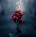 Profile Picture of Rose Qualls (@rose.qualls.773) on Facebook
