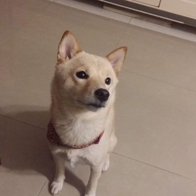 Profile Picture of Stephen Mok (@StephenMok12) on Twitter