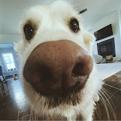 Profile Picture of Jacob Panella (@UninvitedWolf) on Youtube