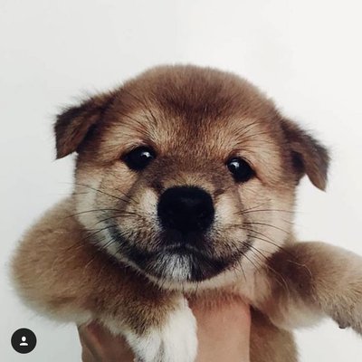 Profile Picture of Peter Diep (@Peterdiep13) on Twitter