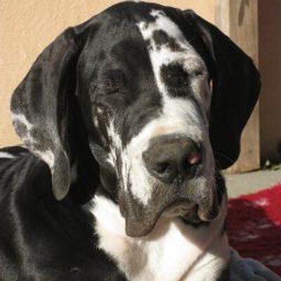 Profile Picture of Barbara Pfister (@@babsi_ru) on Twitter