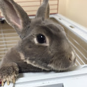 Profile Picture of Andrew Cheeley (@andrewcheeley2605) on Youtube