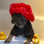 Profile Photo of Bonnie Bowie Boo & Puppies (@frenchie_mamma) on Instagram