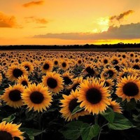 Profile Picture of Jasmine Browner (@jasmine-browner) on Quora