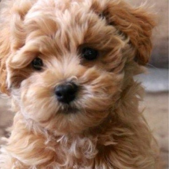 Profile Picture of Lucy Leonard (@lulucorner) on Poshmark