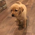 Profile Picture of Maya Lucas🐾 (@maya_theduckdog) on Instagram