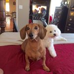 Profile Picture of Diana Luster (@lacelilly) on Instagram