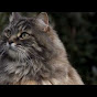 Profile Picture of Alan Moore (@@NALAMOO) on Tiktok