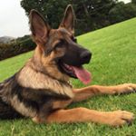 Profile Picture of Rusty (@rusty_my_shepherd) on Instagram