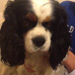Profile Picture of Douglas Dickson (@doug_the_dog__) on Instagram